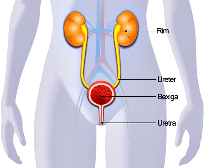 vias urinarias1-min